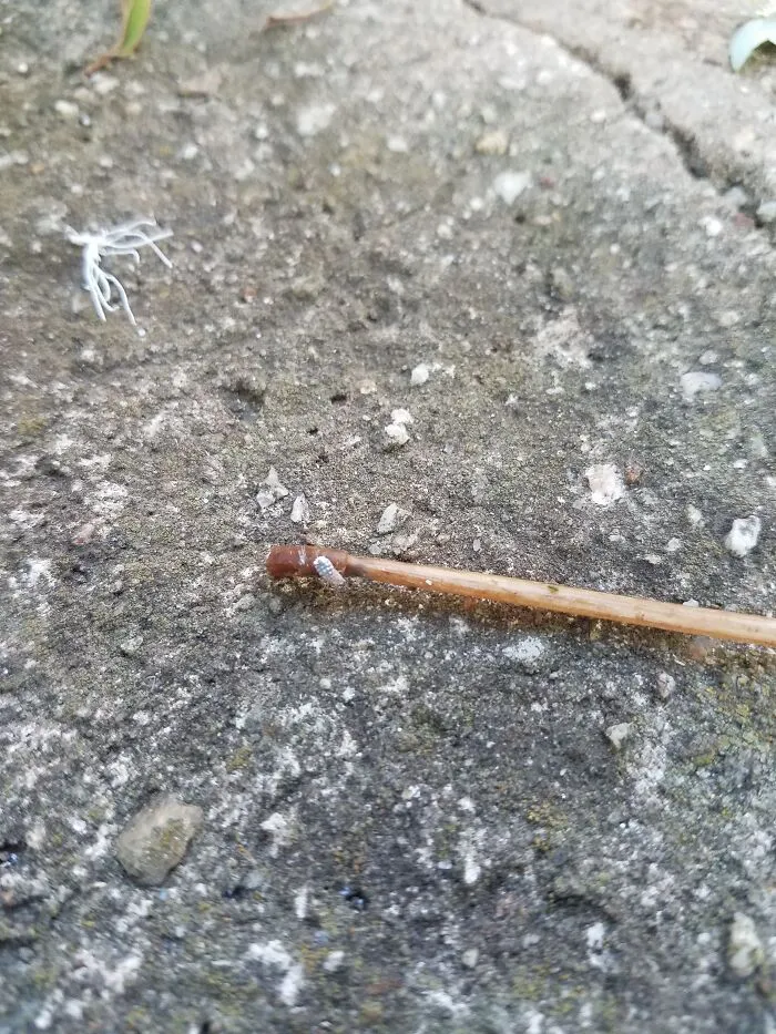 Sorry, Ladt Pic Was Just The Fluff After It Was List.  This Pic Has The Separated Fluff, And The Bug On The Stick.  I Have A Video Of A Single One Crawling, But No Idea How To Publish A Video.