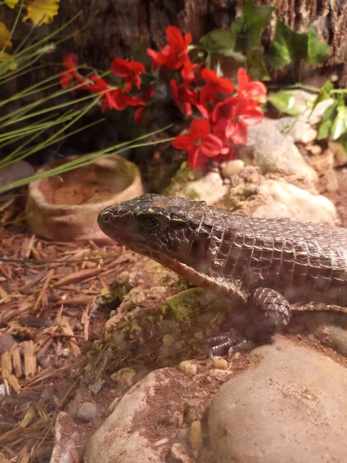 Very Pretty Reptile