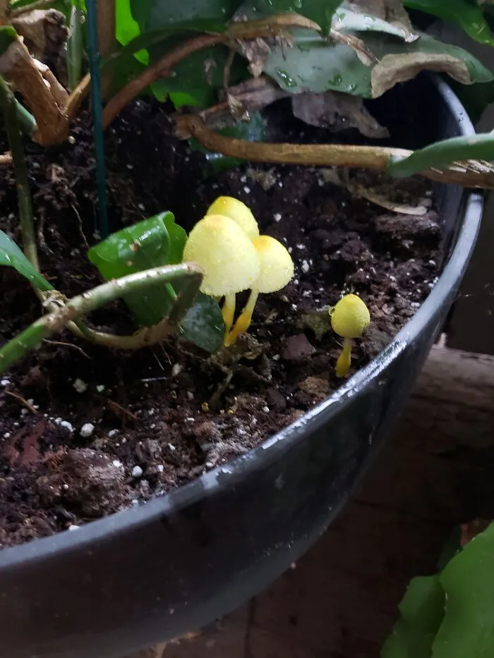 Shrooms
