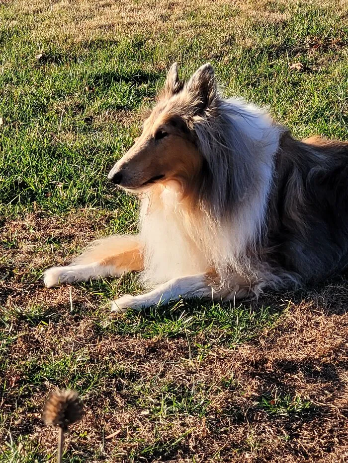 The “WeRateDogs” Twitter Account With 9M Followers Rates People's Dogs, And It's As Hilarious As It Is Wholesome (50 New Pics)