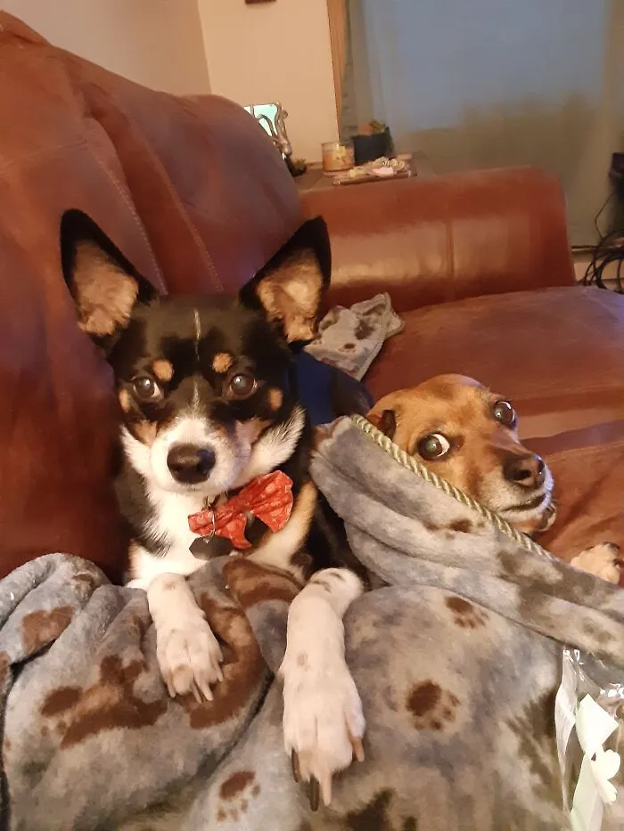 The “WeRateDogs” Twitter Account With 9M Followers Rates People's Dogs, And It's As Hilarious As It Is Wholesome (50 New Pics)