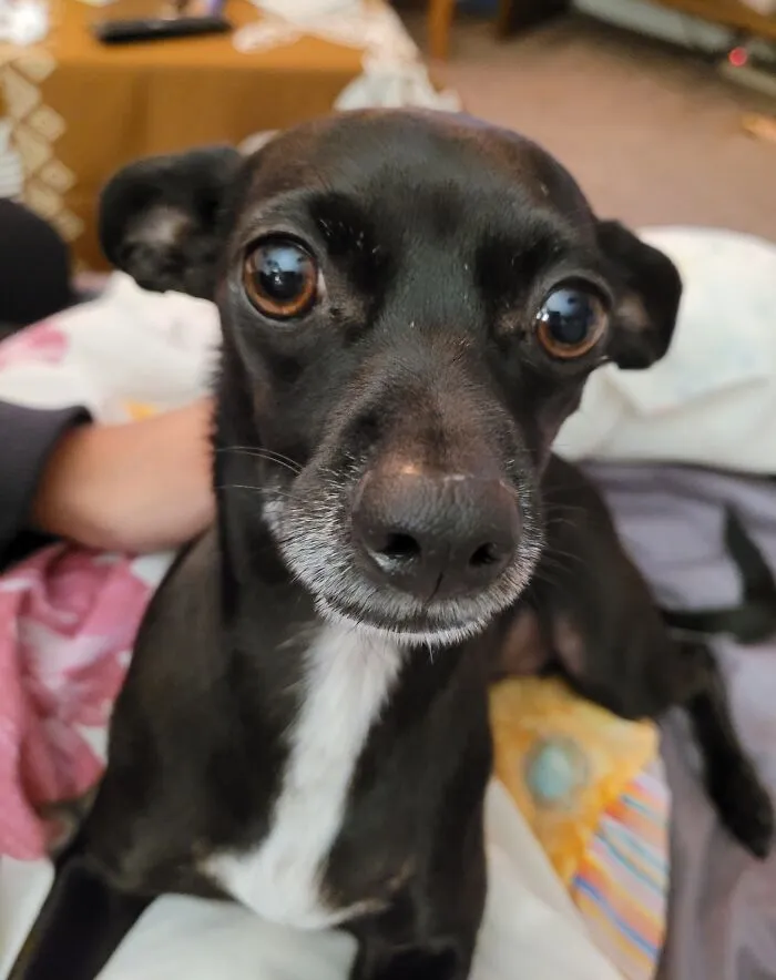 The “WeRateDogs” Twitter Account With 9M Followers Rates People's Dogs, And It's As Hilarious As It Is Wholesome (50 New Pics)