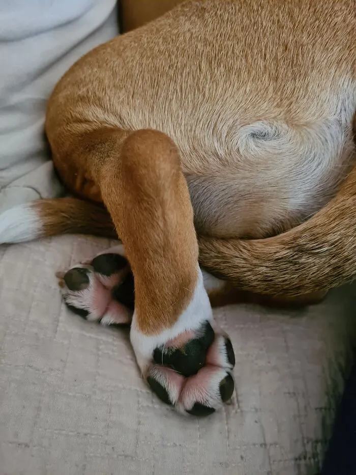 The “WeRateDogs” Twitter Account With 9M Followers Rates People's Dogs, And It's As Hilarious As It Is Wholesome (50 New Pics)