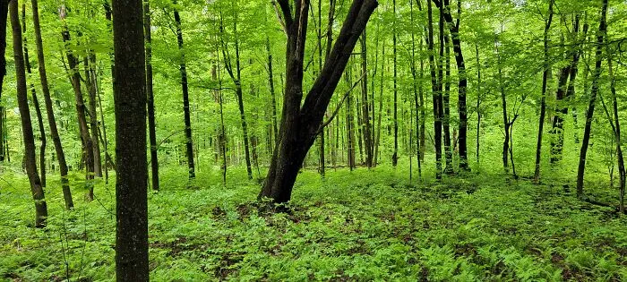 Western NY