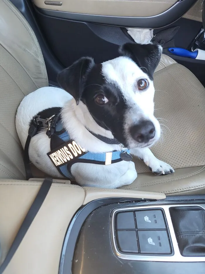 The “WeRateDogs” Twitter Account With 9M Followers Rates People's Dogs, And It's As Hilarious As It Is Wholesome (50 New Pics)