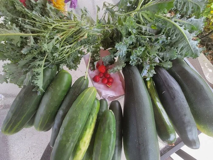 First Harvest