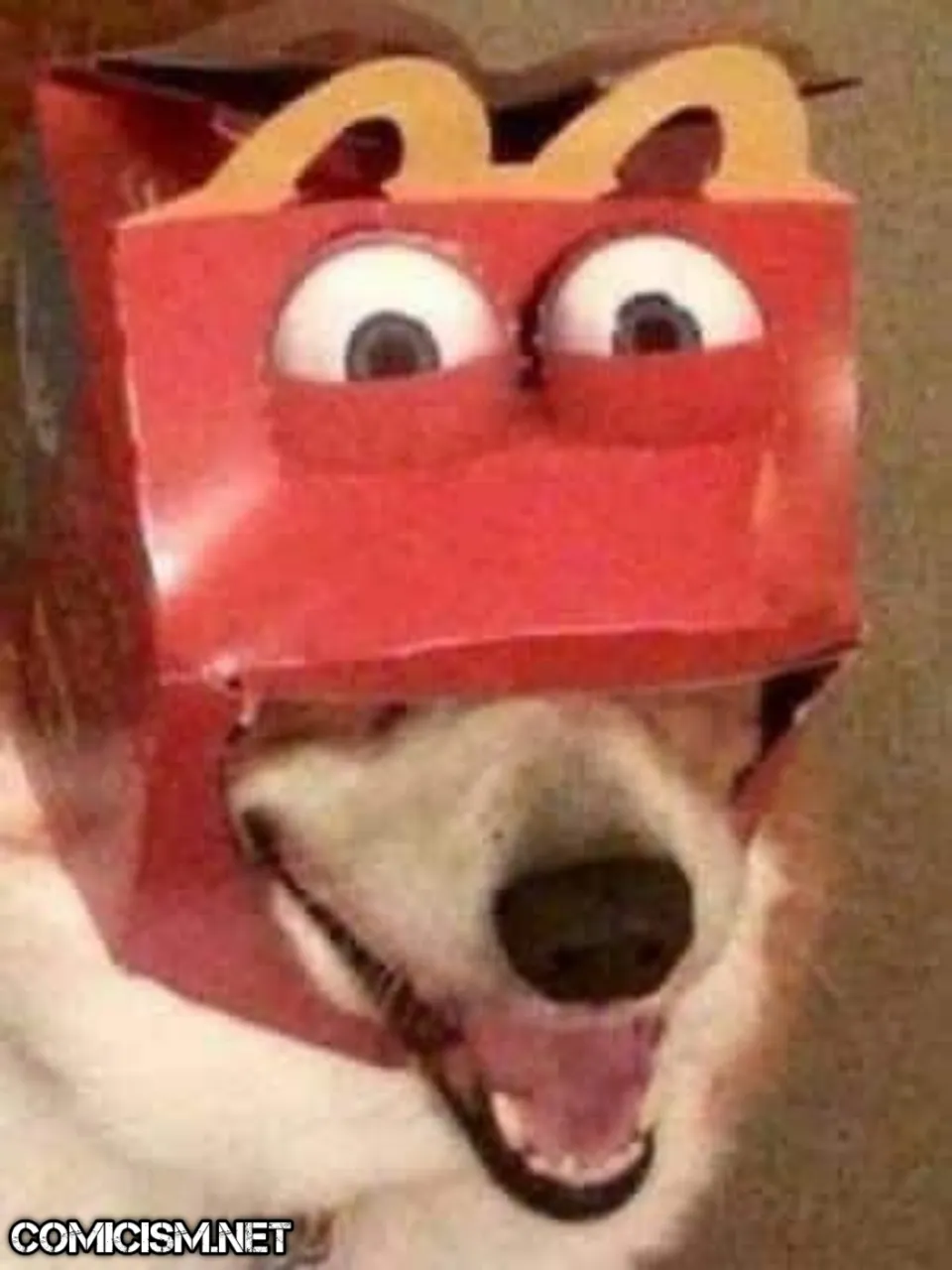 These 24 Animals Being Derps Become The Reason To Make Your Day Bright