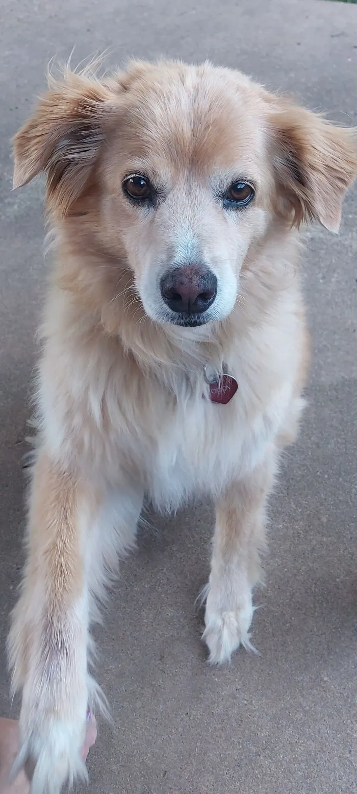 The “WeRateDogs” Twitter Account With 9M Followers Rates People's Dogs, And It's As Hilarious As It Is Wholesome (50 New Pics)