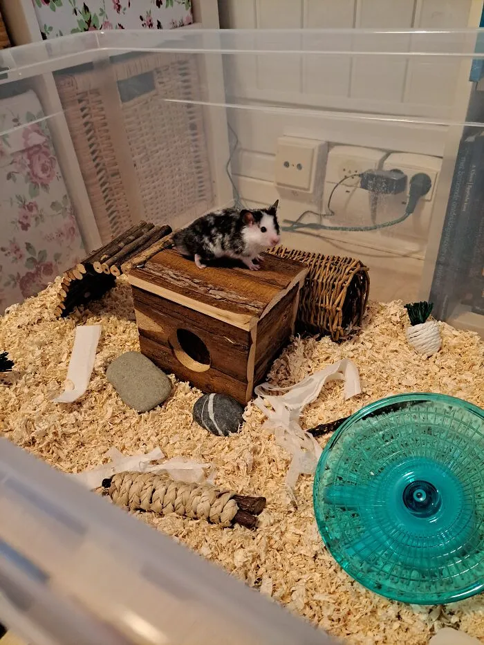 Pom!!