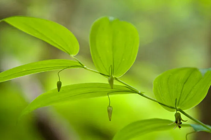 Plants Might Be Sentient