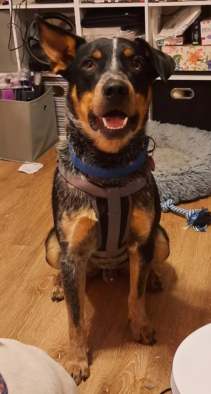 The “WeRateDogs” Twitter Account With 9M Followers Rates People's Dogs, And It's As Hilarious As It Is Wholesome (50 New Pics)