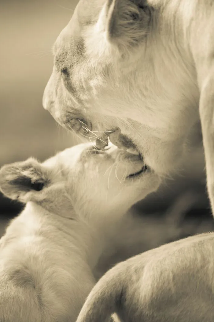 I Captured How These White Lion Cubs Grew Into Real Little Lions