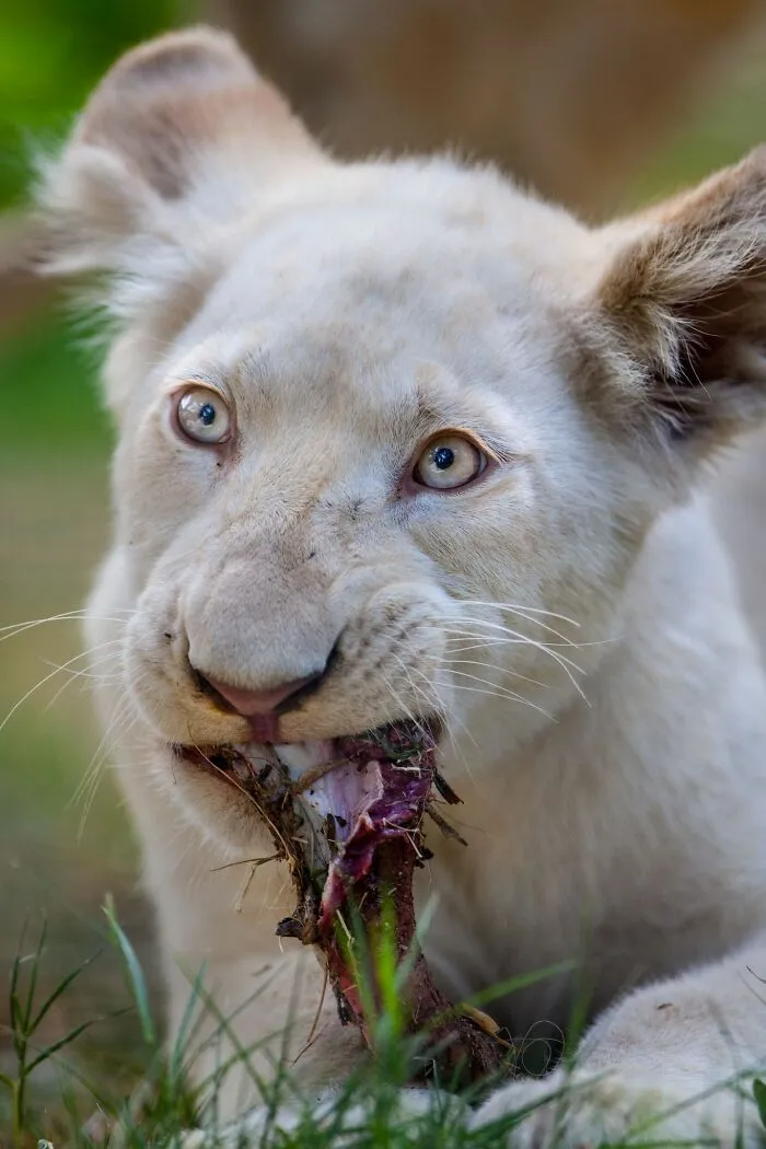 I Captured How These White Lion Cubs Grew Into Real Little Lions