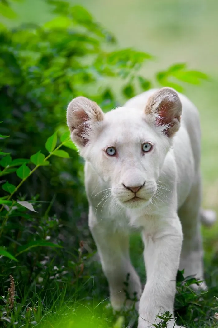 I Captured How These White Lion Cubs Grew Into Real Little Lions