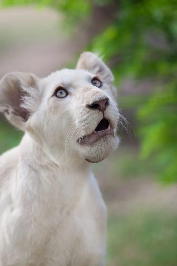 I Captured How These White Lion Cubs Grew Into Real Little Lions