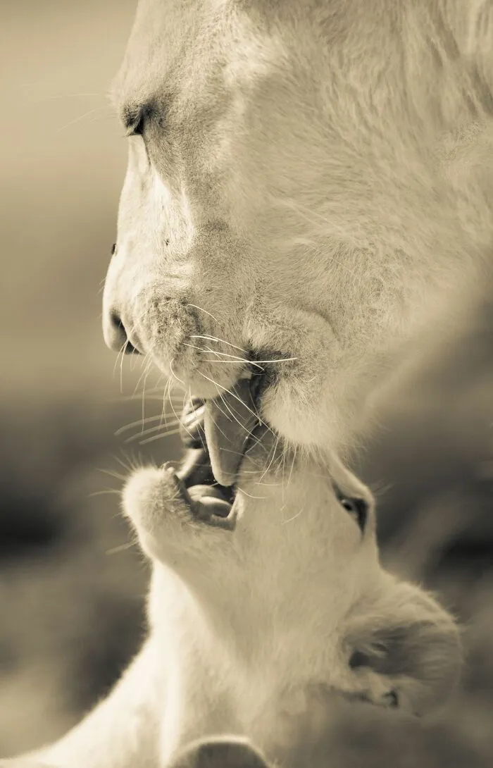 I Captured How These White Lion Cubs Grew Into Real Little Lions