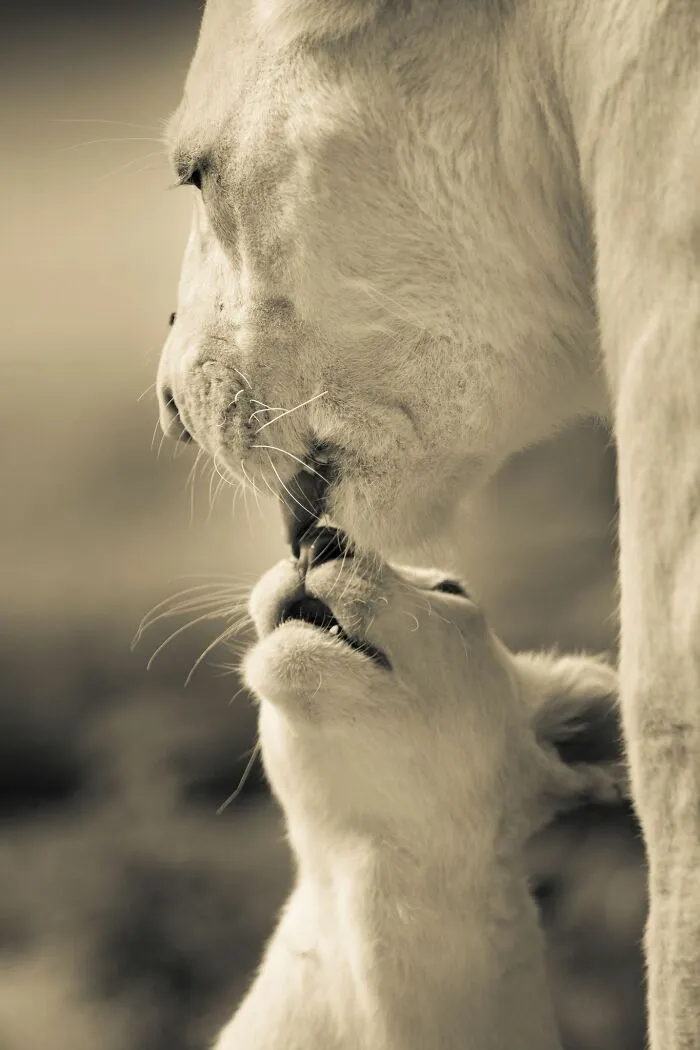 I Captured How These White Lion Cubs Grew Into Real Little Lions