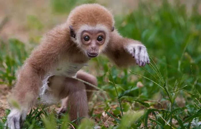 Baby Gibbon Delphina Still Lives With Her Zookeeper Mother Zera