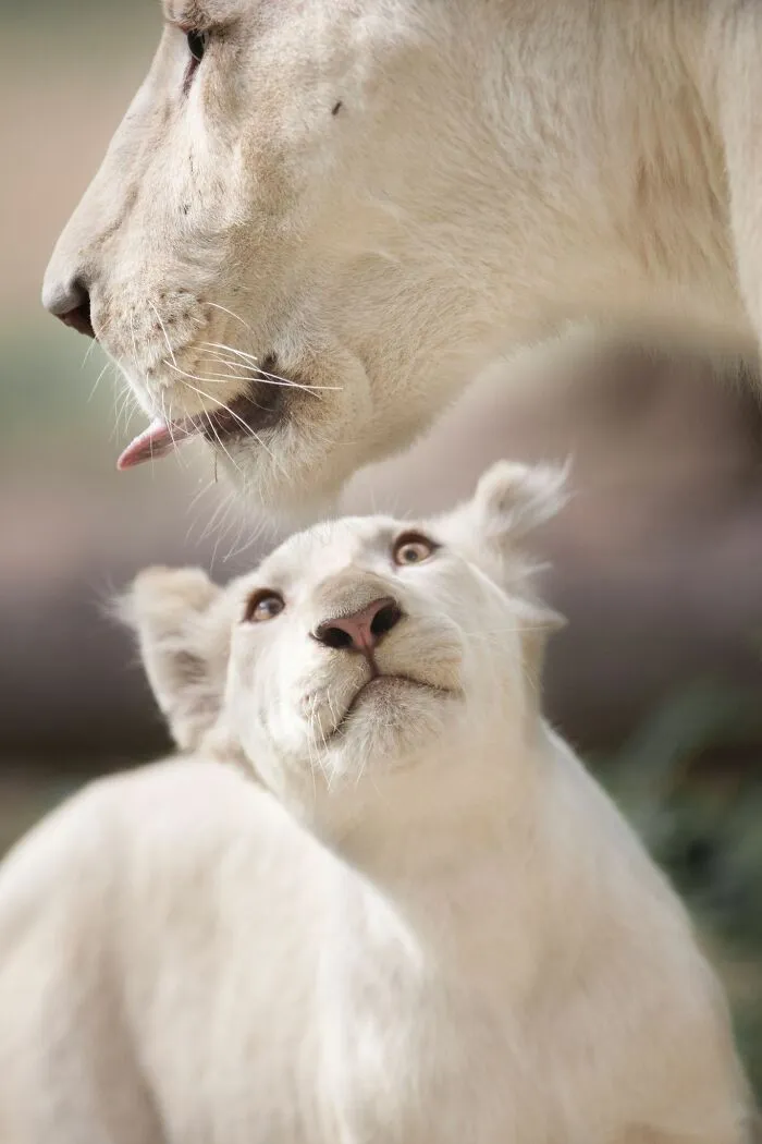 I Captured How These White Lion Cubs Grew Into Real Little Lions