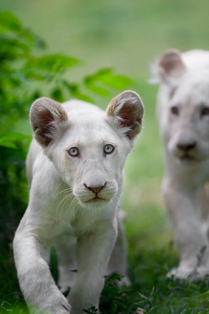 I Captured How These White Lion Cubs Grew Into Real Little Lions