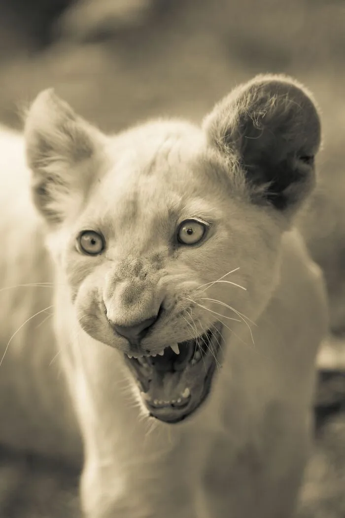 I Captured How These White Lion Cubs Grew Into Real Little Lions