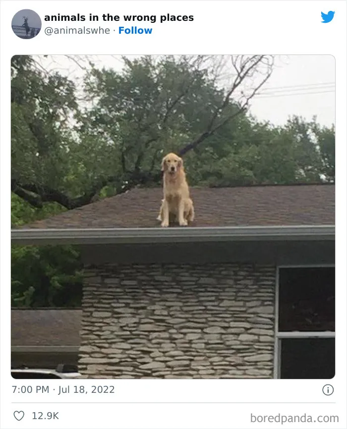 35 Times People Spotted Animals In Places They Shouldn't Have Been And Submitted Pics To This Twitter Account