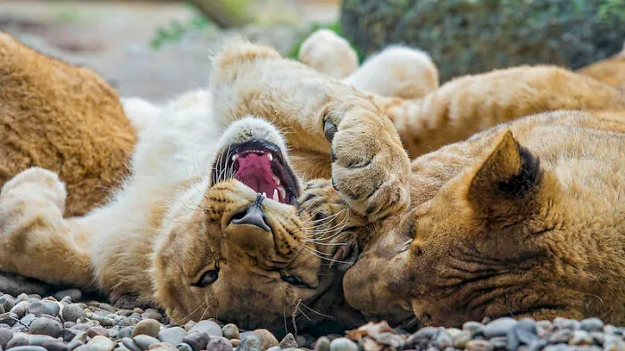 Every Guy Has A List Of Animals They Think They Could Beat In A Fight