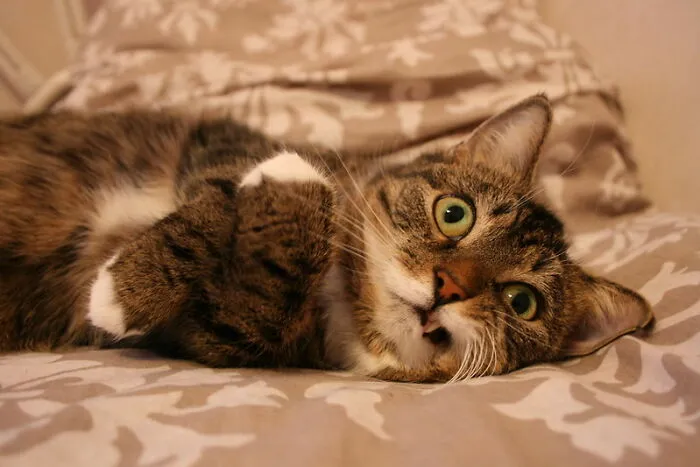 Cats, As They Are The Greatest Thing In The World