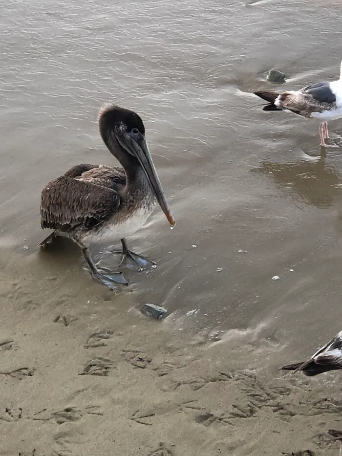 Flock Of Seagulls Trick Pelican