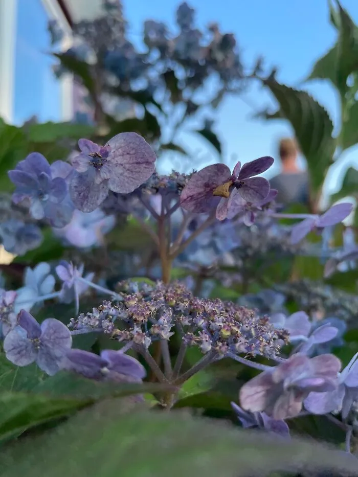 Recently Took This Picture Of Some Flowers