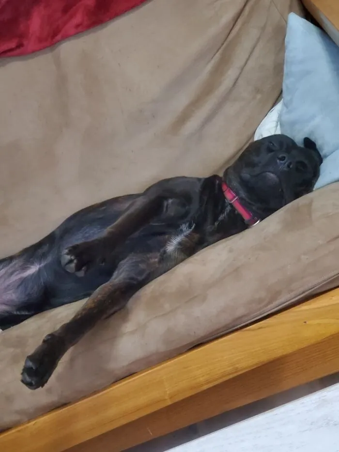 Sleepy Puppy