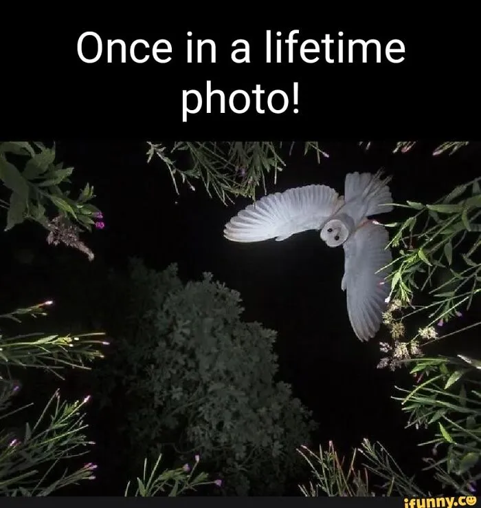 Ok, What Kind Of Owl Is This Because I'm Curious.