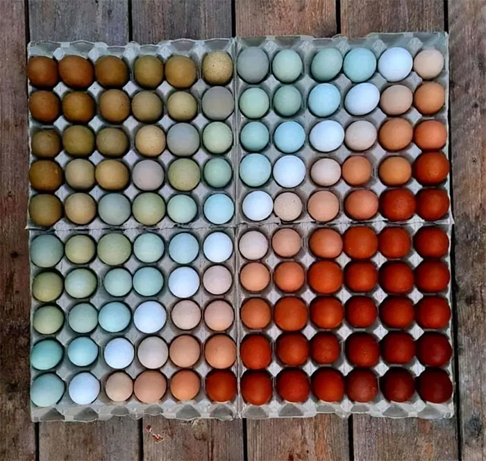 From Different Breeds Of Chickens, The Natural Colors Of Egg Shells, So Lovely!