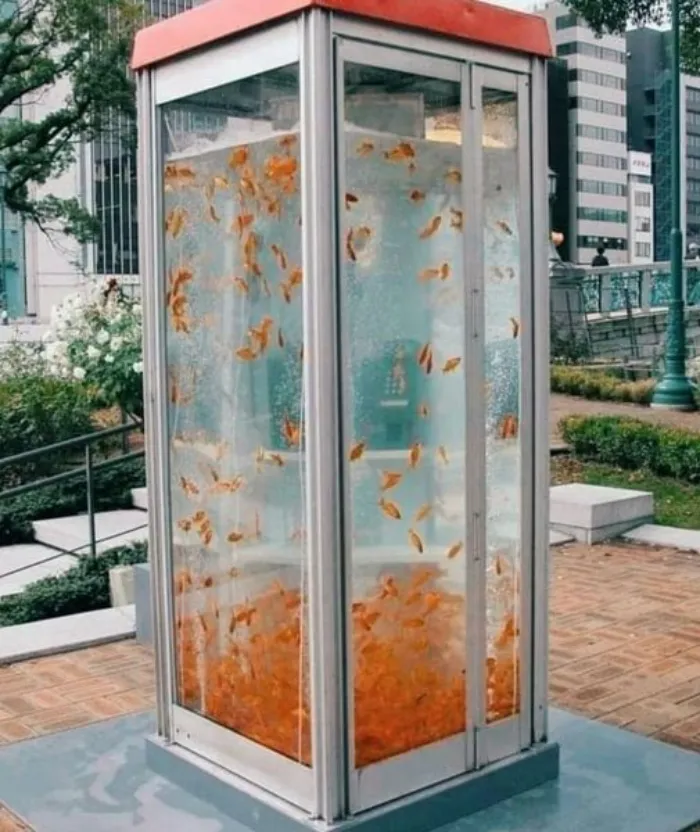 Las viejas cabinas telefónicas se han convertido en peceras en las calles de Osaka, Japón