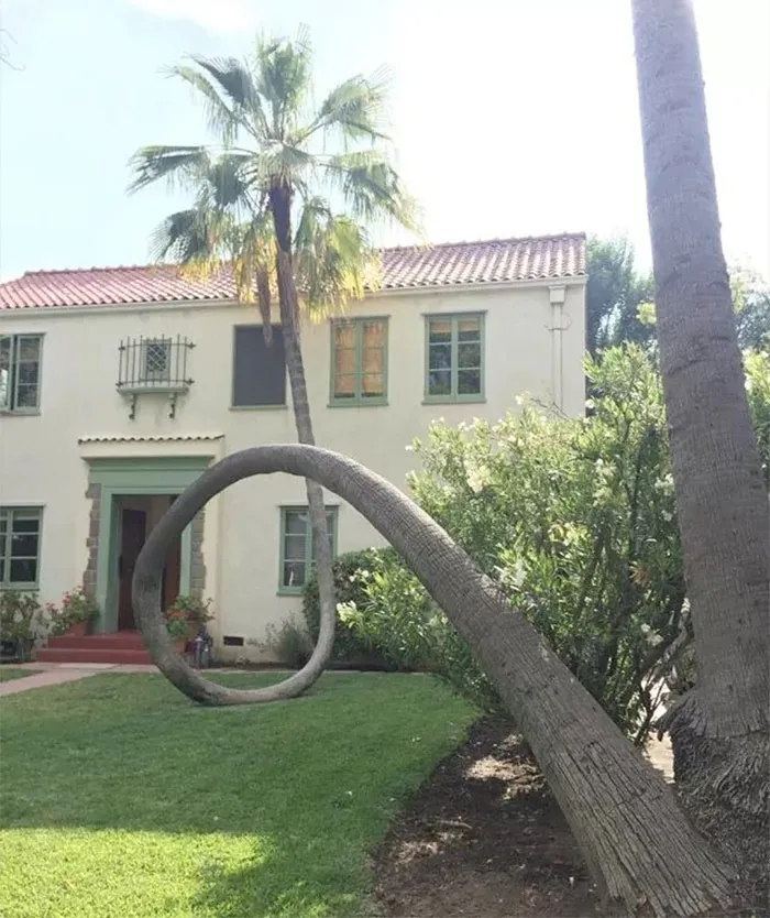 Esta palmera se cayó, se negó a morir y volvió a curvarse hacia arriba