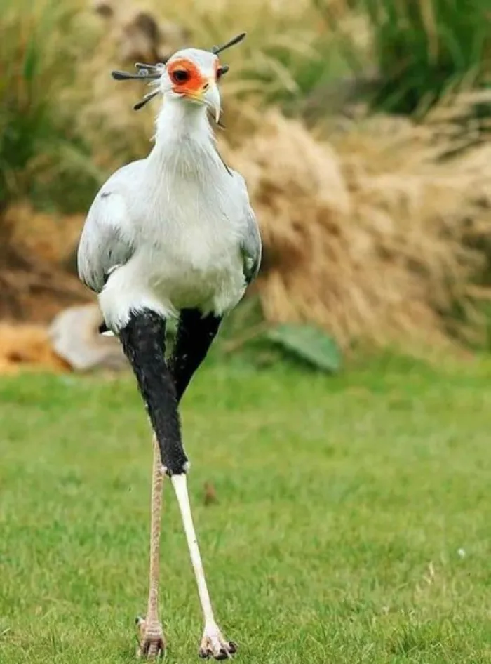 El pájaro secretario, miembro de la familia de los buitres, sólo se encuentra en África