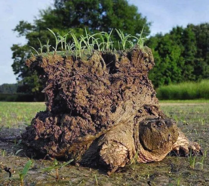Una tortuga mordedora emerge después de haber dormido durante semanas bajo un lago fangoso que se había secado