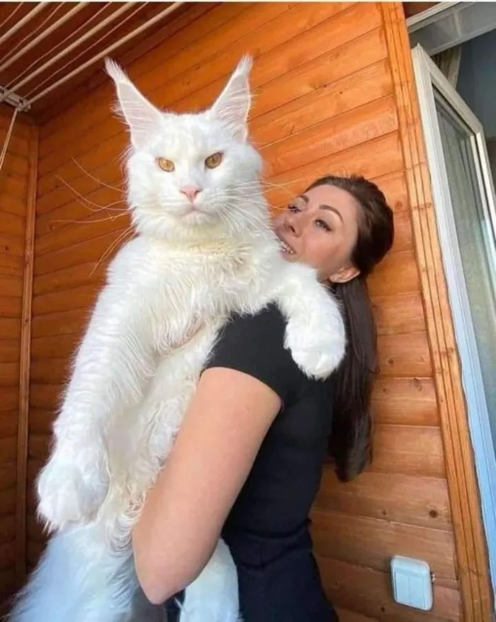 Kefir The Maine Coon Cat Is A Gentle Giant That Weighs Over 27 Pounds. He's So Big That People Mistake Him For A Dog