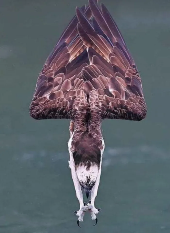La toma perfecta de un águila pescadora a punto de causar estragos en un pez desprevenido