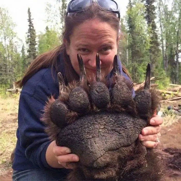 The Incredible Size Of A Grizzly Bears Paw This Picture Was Taken After The Bear Was Sedated To Be Tagged And Released. This Bear Is Alive