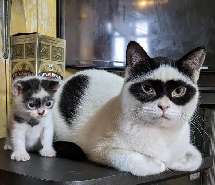 Zorro And Bandit Are Ready To Fight Crime