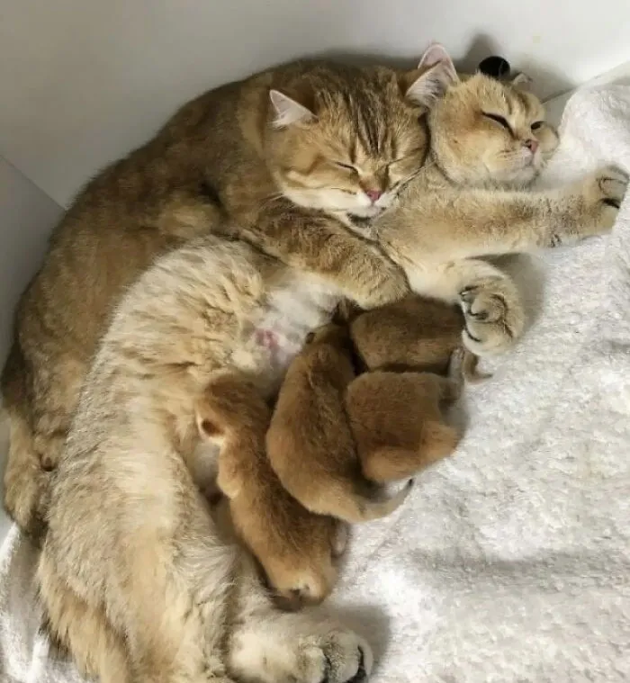 Family