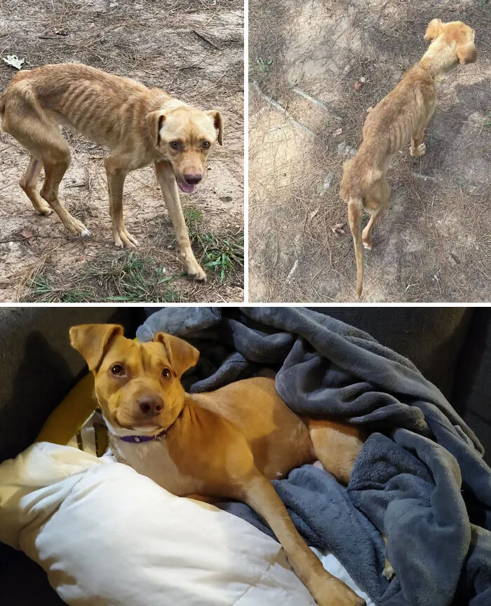 This Is Tilly 4 Months Ago vs. Today. She'll Be Well-Fed And Taking It Easy From Now On