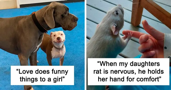 50 Wholesome Animal Pics To Give You Some Serious Animal Therapy (New Pics)