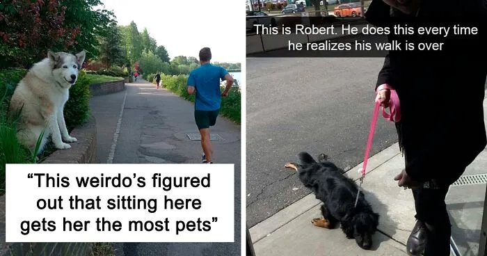 45 Of The Silliest New Pics Of Doggos ‘Malfunctioning’, As Shared On This Online Group