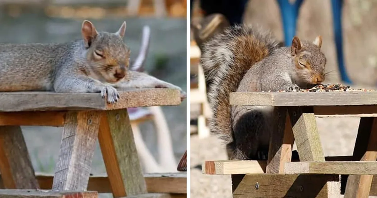 He construido una cafetería diminuta en mi jardín, estas son 30 fotos de los visitantes