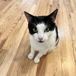 Canda (Cat Panda)