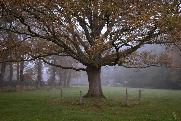 Autumn Oak