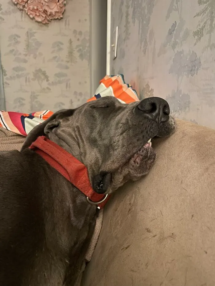 The “WeRateDogs” Twitter Account With 9M Followers Rates People's Dogs, And It's As Hilarious As It Is Wholesome (50 New Pics)