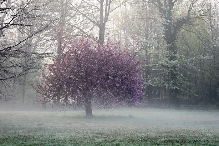 Blossoming Tree